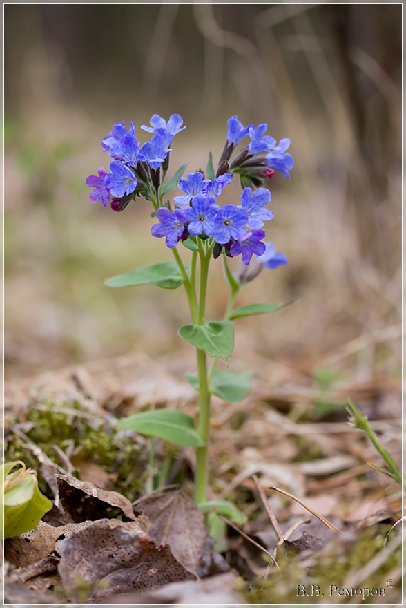 Image of Pulmonaria mollis specimen.