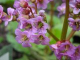 Bergenia pacifica