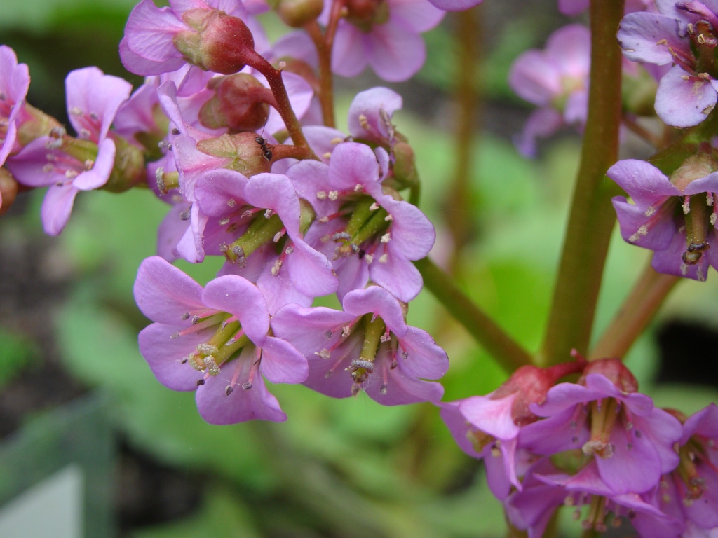 Изображение особи Bergenia pacifica.