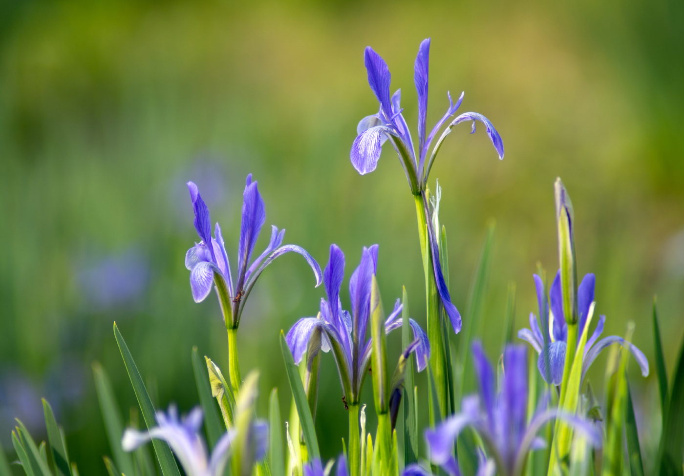 Image of genus Iris specimen.