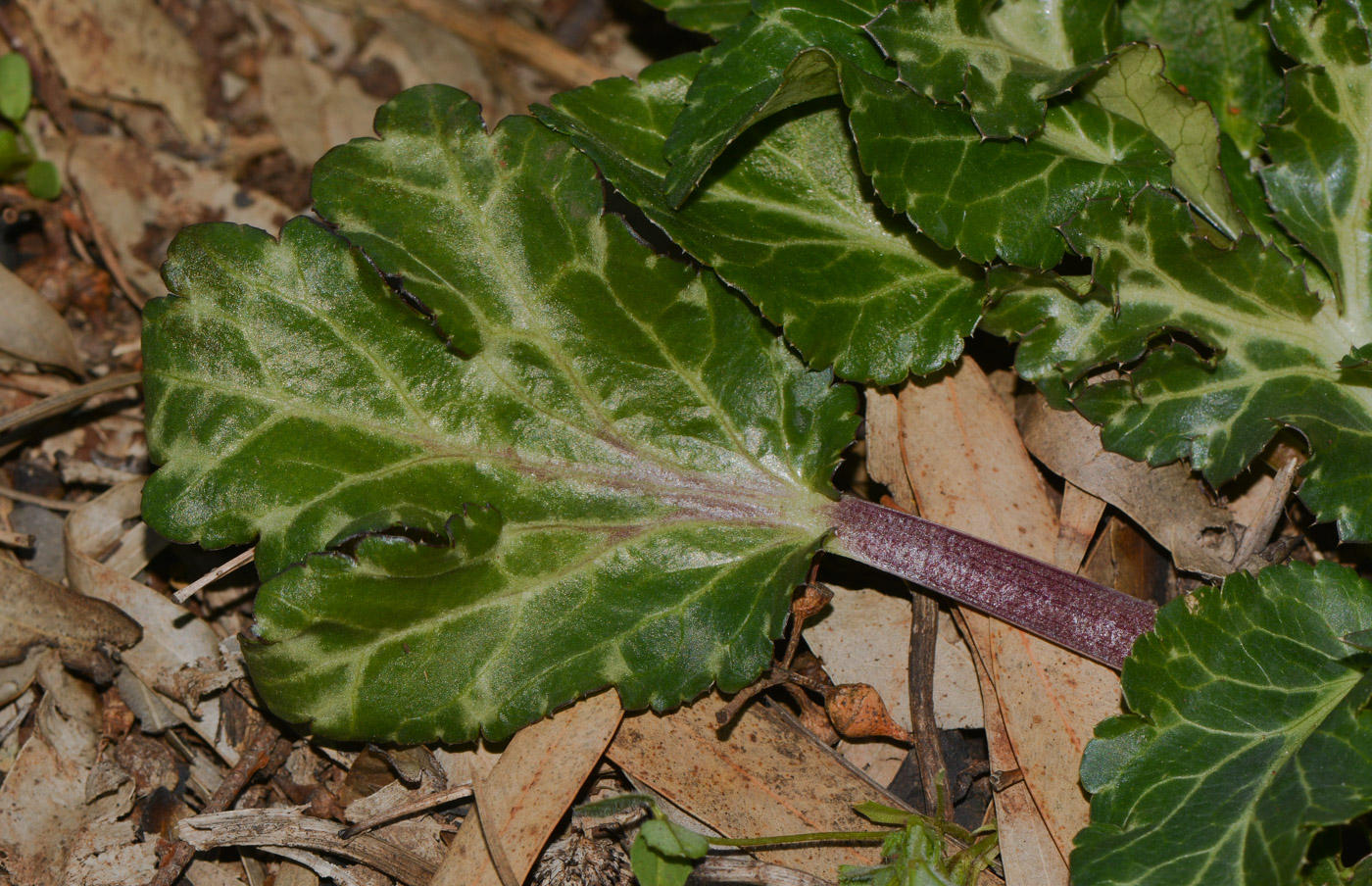 Image of Eryngium glomeratum specimen.