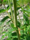 Sanguisorba officinalis. Нижняя часть побега (var. pubescens Kolokoln. ex Serg.). Кемеровская обл., Кемеровский р-н, правый берег р. Томь выше с. Шевели. 16.07.2009.