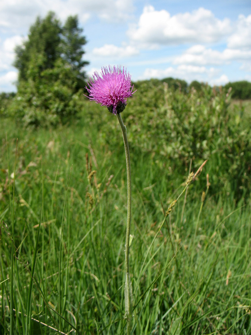 Image of Cirsium dissectum specimen.