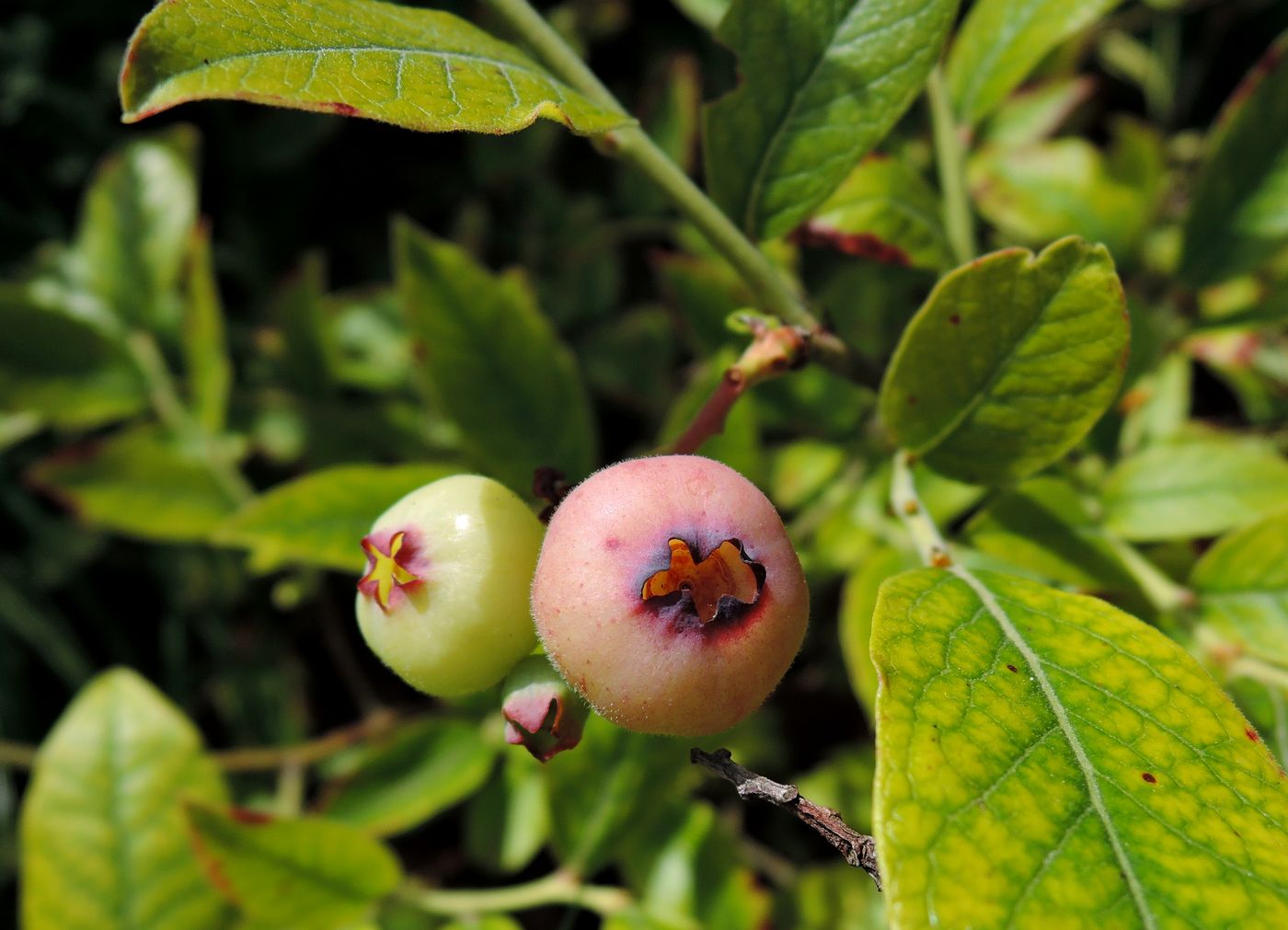 Image of Vaccinium corymbosum specimen.