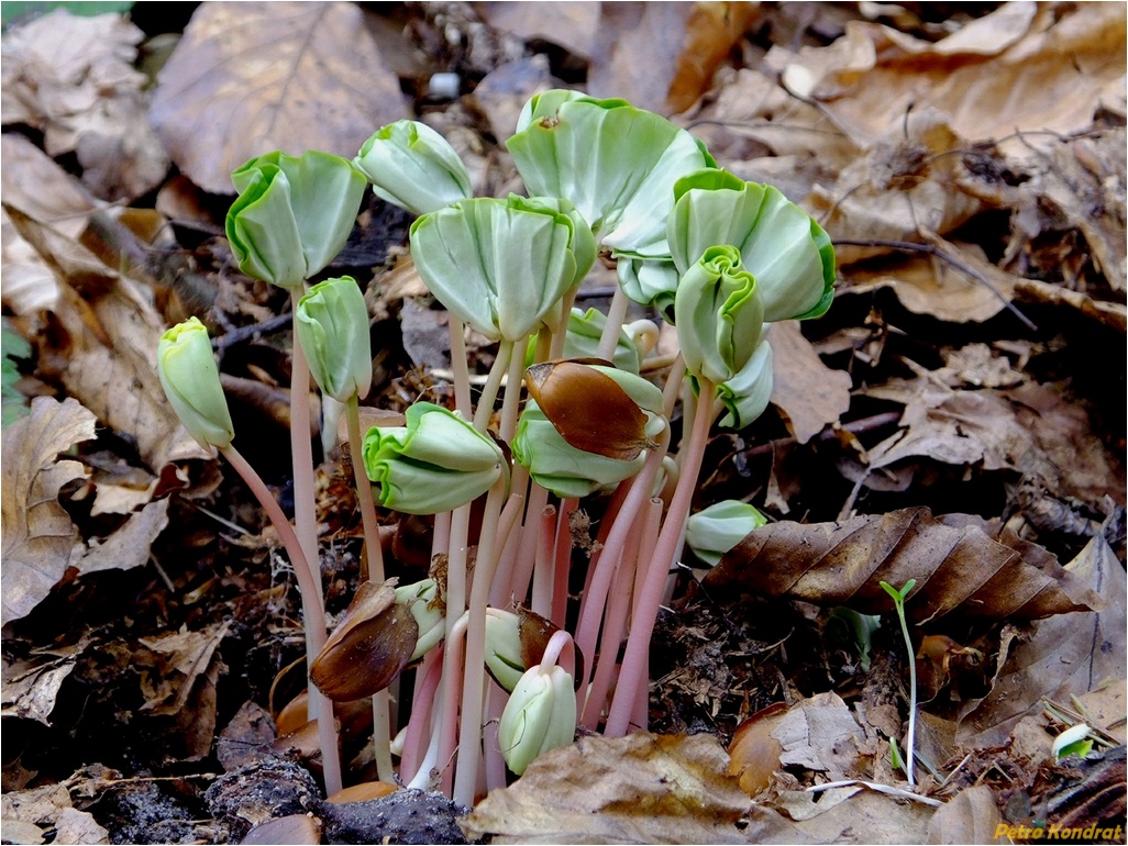 Image of Fagus sylvatica specimen.