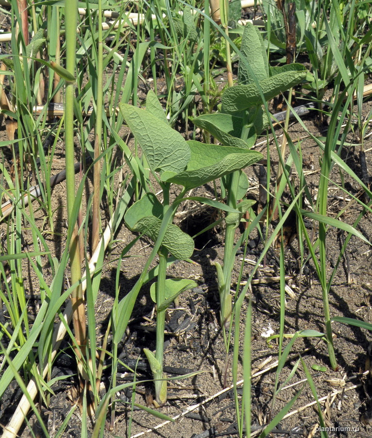 Изображение особи Aristolochia clematitis.