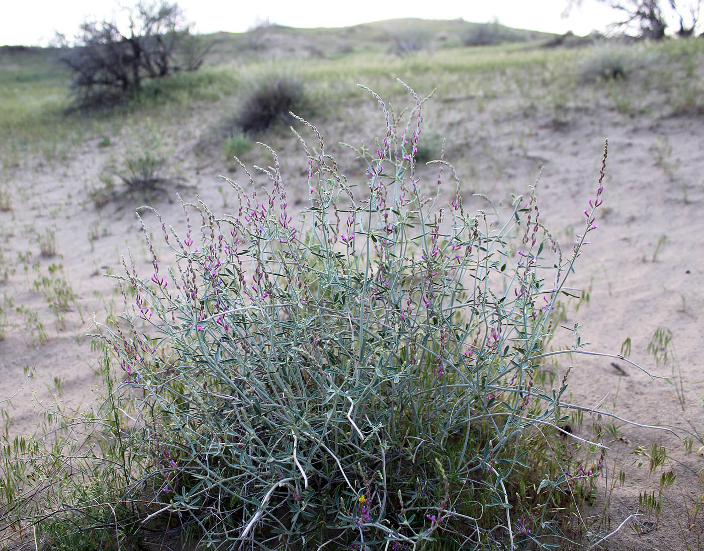 Image of Astragalus unifoliolatus specimen.