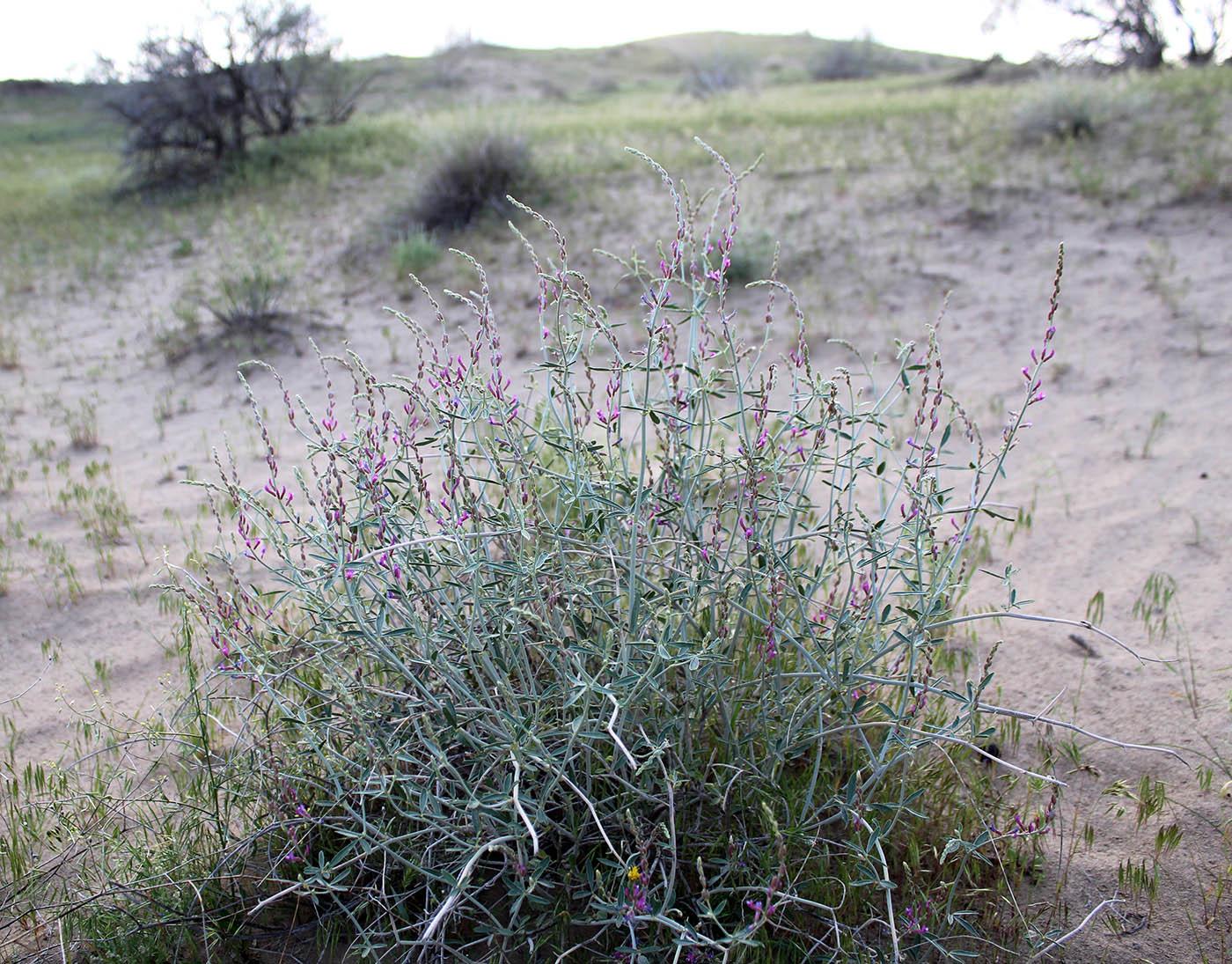 Изображение особи Astragalus unifoliolatus.