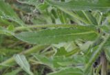 Anchusa azurea