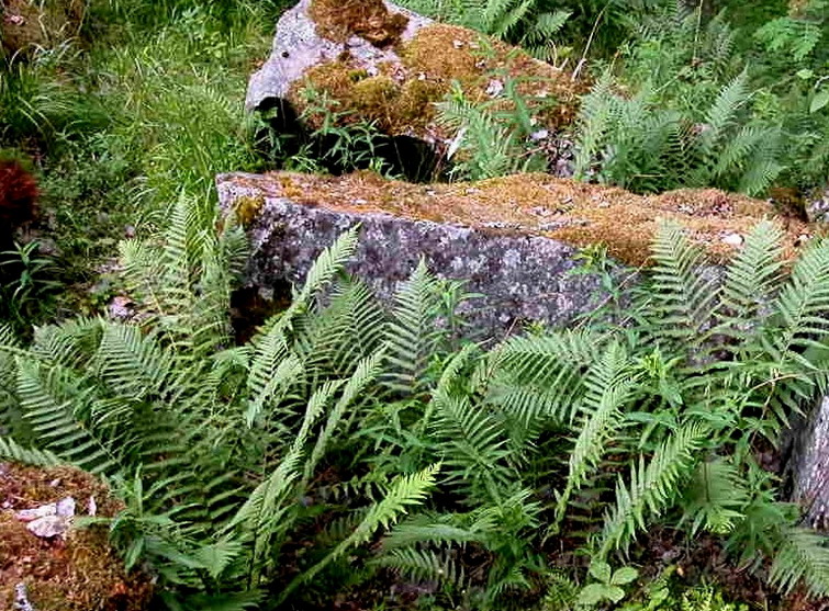 Image of Dryopteris filix-mas specimen.