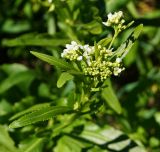 Armoracia rusticana
