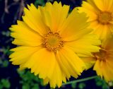 Coreopsis grandiflora