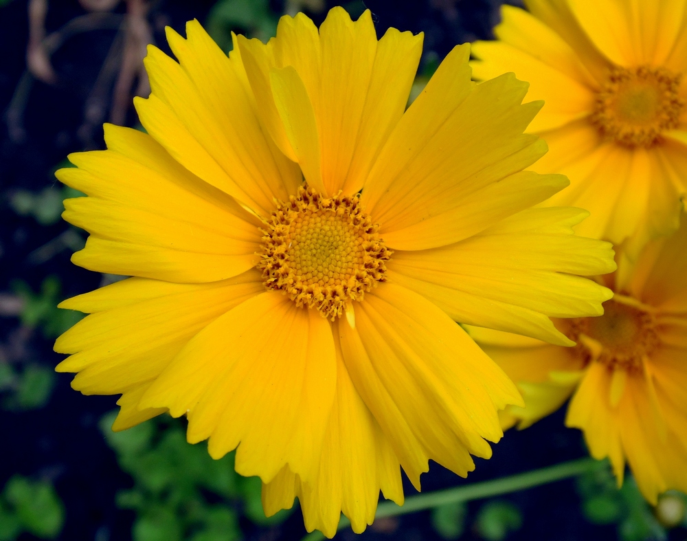 Изображение особи Coreopsis grandiflora.