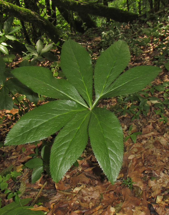 Image of Helleborus caucasicus specimen.