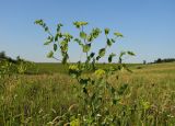Bupleurum rotundifolium