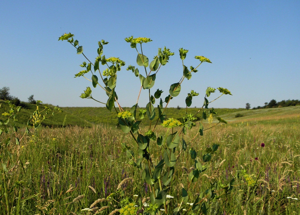 Изображение особи Bupleurum rotundifolium.