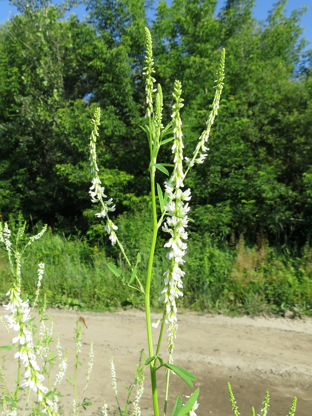 Изображение особи Melilotus albus.