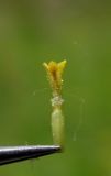 Pyrethrum corymbosum