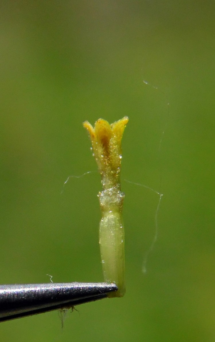 Изображение особи Pyrethrum corymbosum.