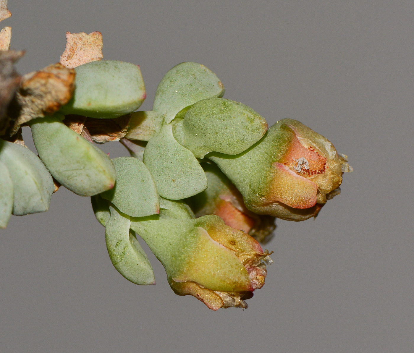 Изображение особи Lampranthus deltoides.