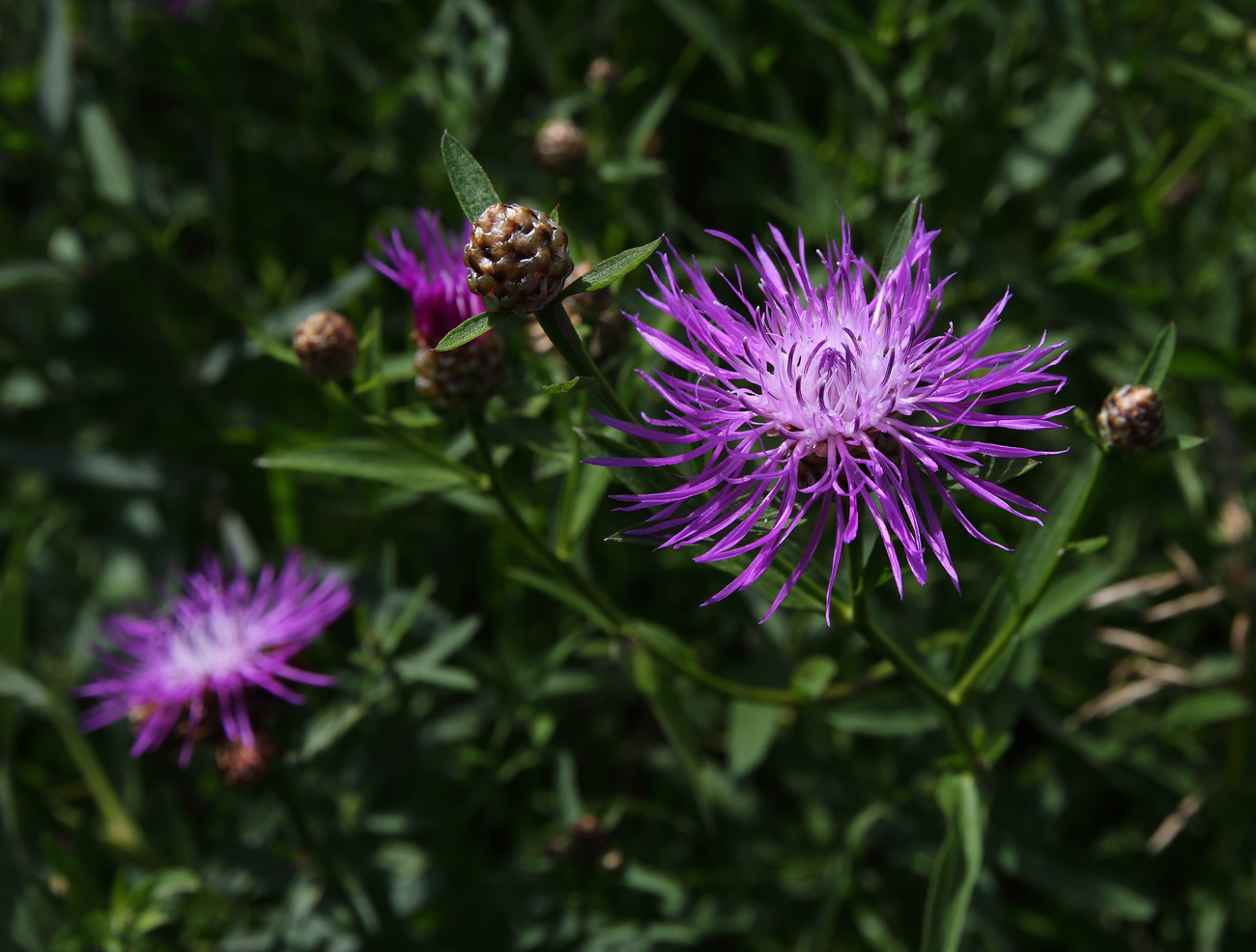 Изображение особи Centaurea jacea.