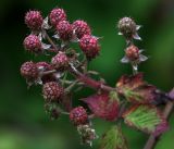 Rubus allegheniensis