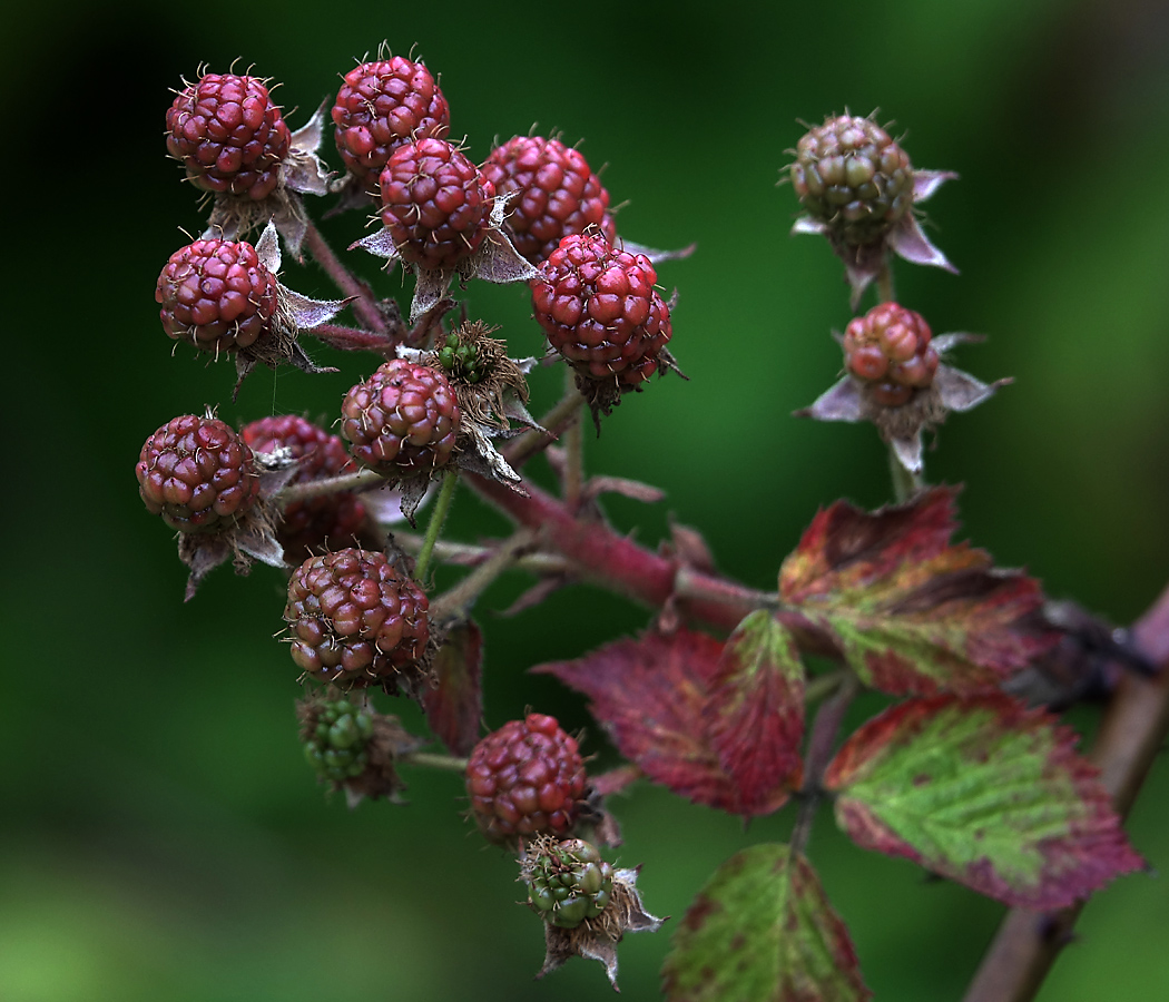 Изображение особи Rubus allegheniensis.