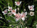 Butomus umbellatus