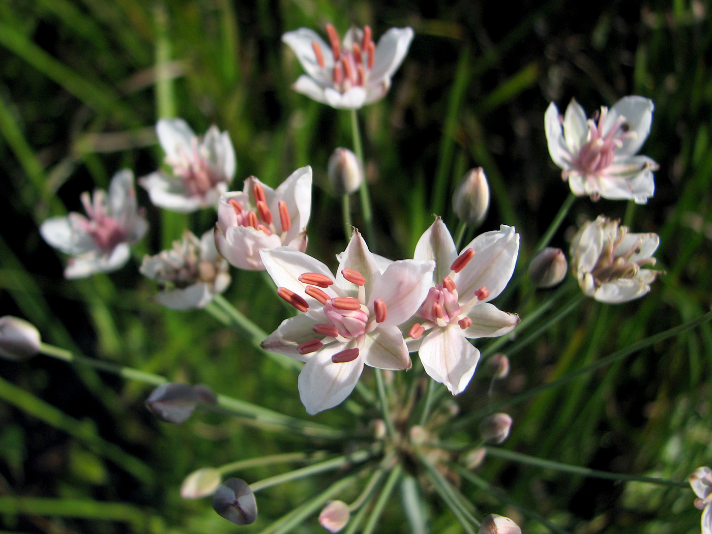 Изображение особи Butomus umbellatus.