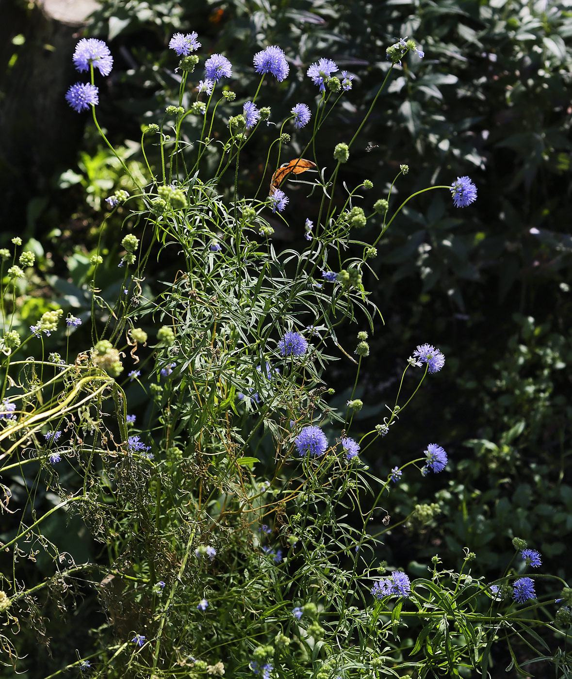 Image of Gilia capitata specimen.