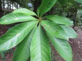 Barringtonia calyptrata