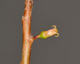 Commiphora habessinica