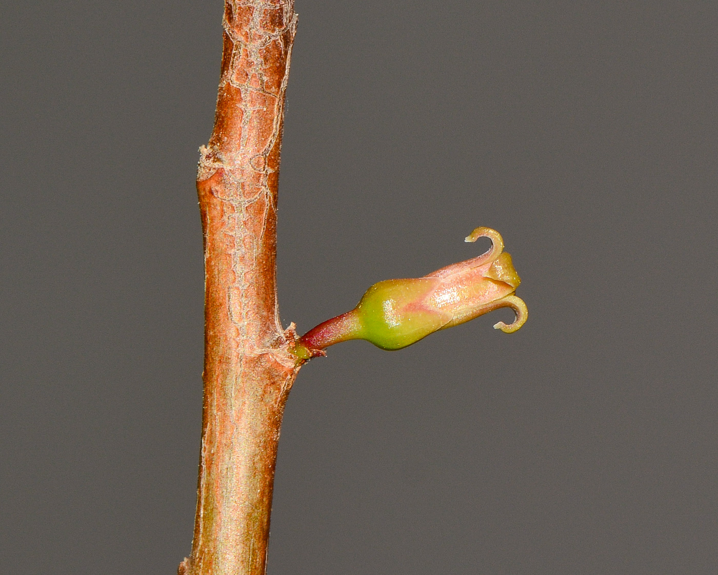 Image of Commiphora habessinica specimen.