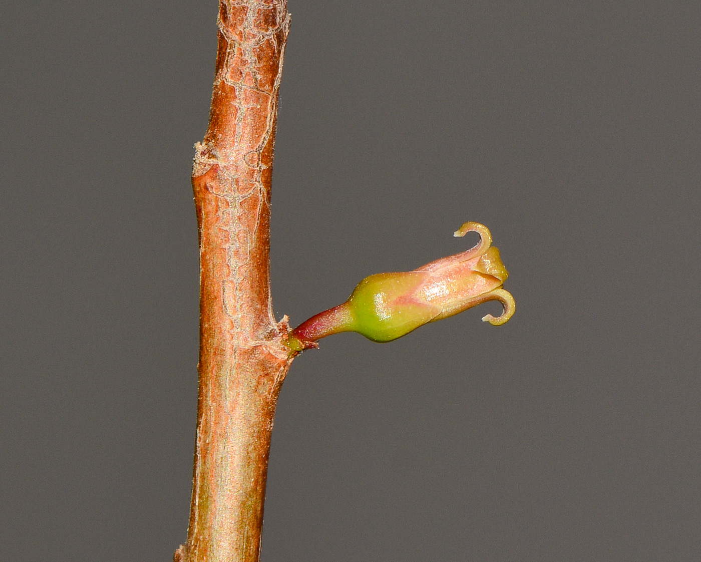 Изображение особи Commiphora habessinica.