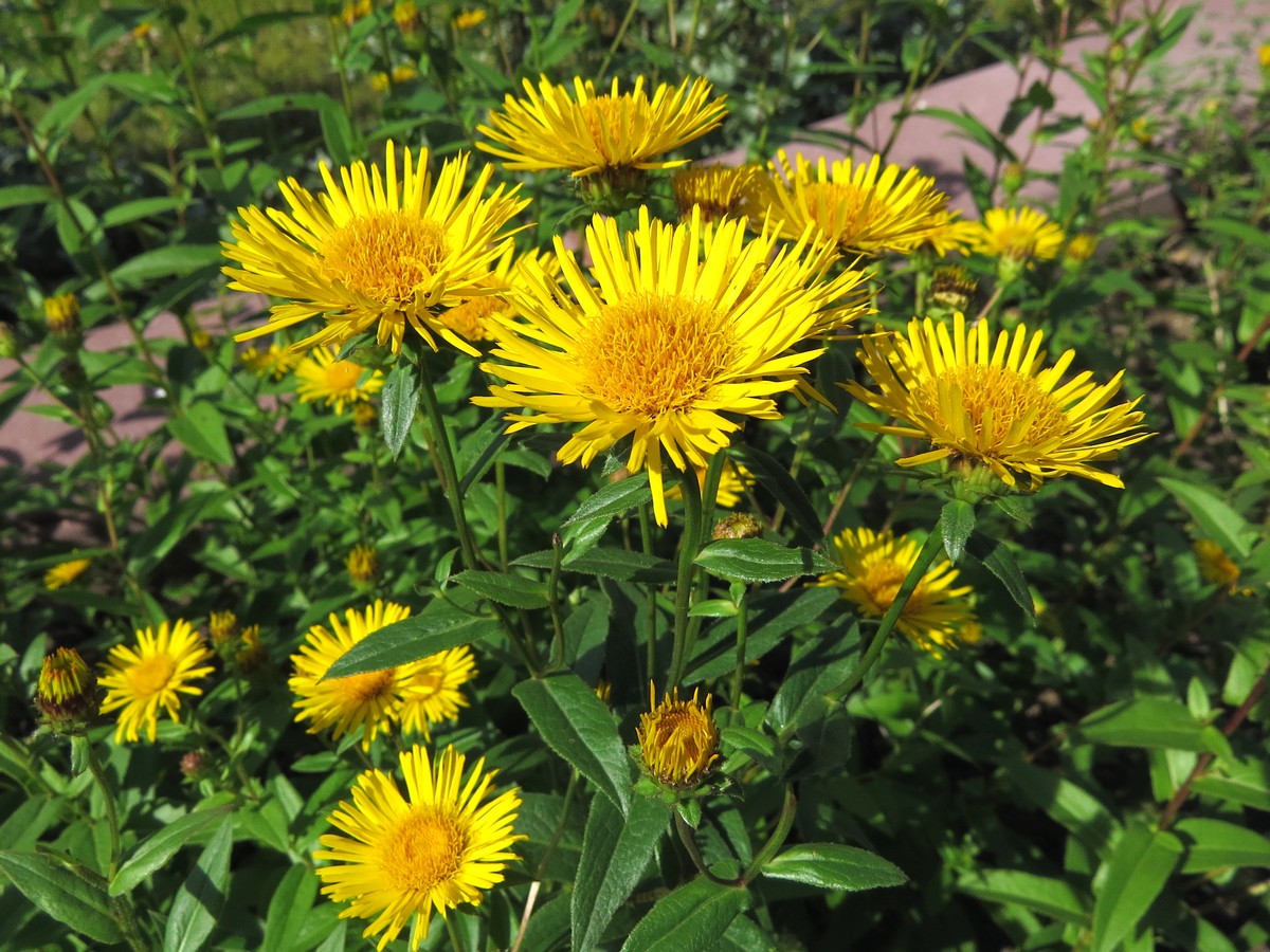 Image of genus Inula specimen.