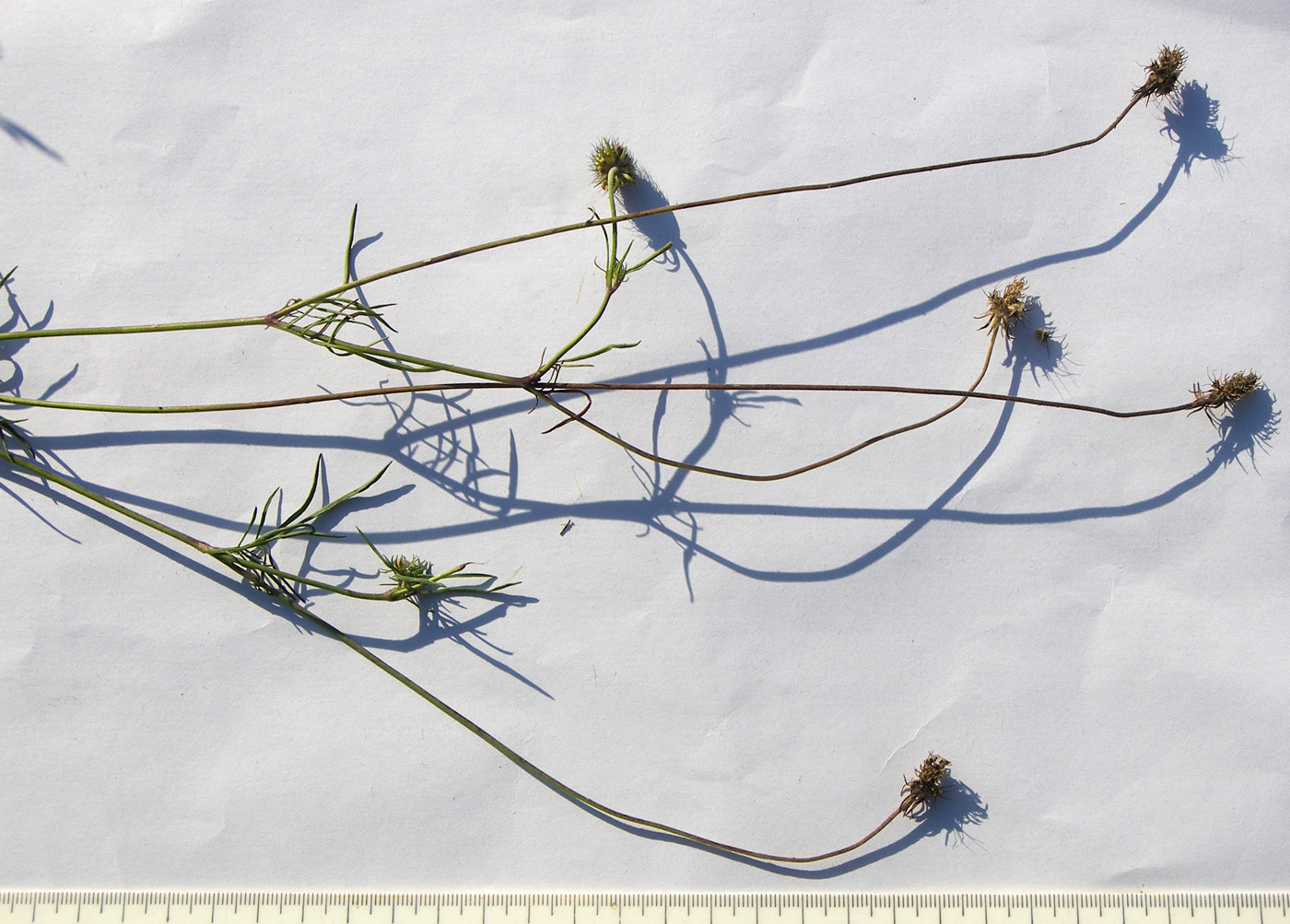 Image of Scabiosa bipinnata specimen.