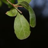 Lawsonia inermis. Верхушка веточки. Израиль, впадина Мёртвого моря, киббуц Эйн-Геди. 25.04.2017.