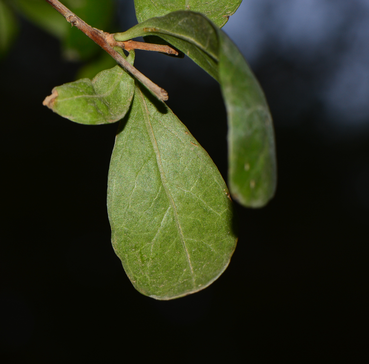 Image of Lawsonia inermis specimen.