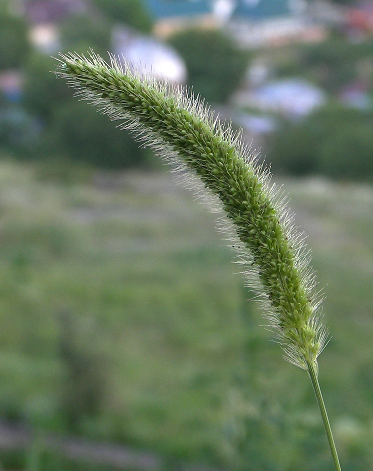 Изображение особи Setaria viridis.