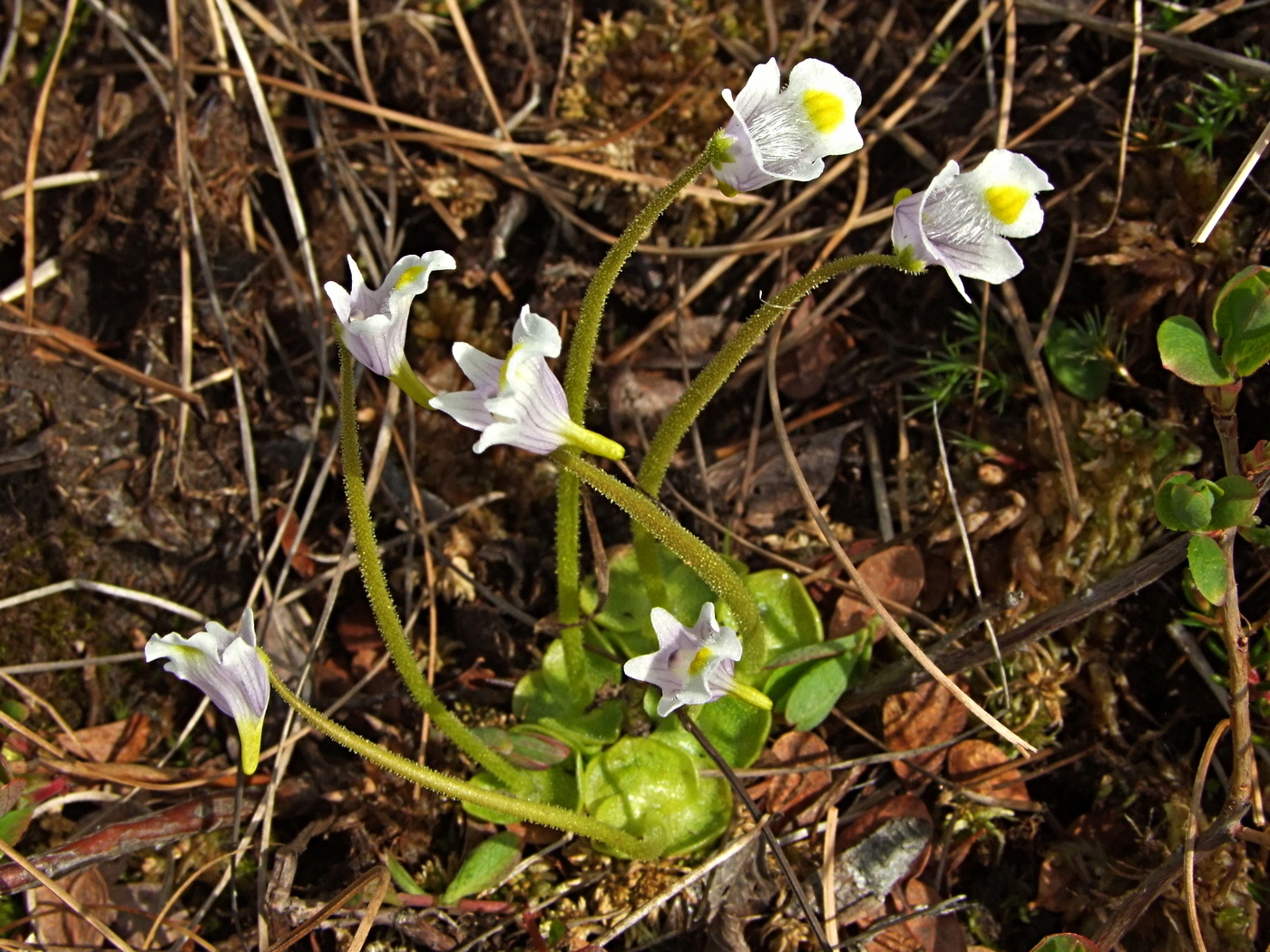 Image of Pinguicula spathulata specimen.