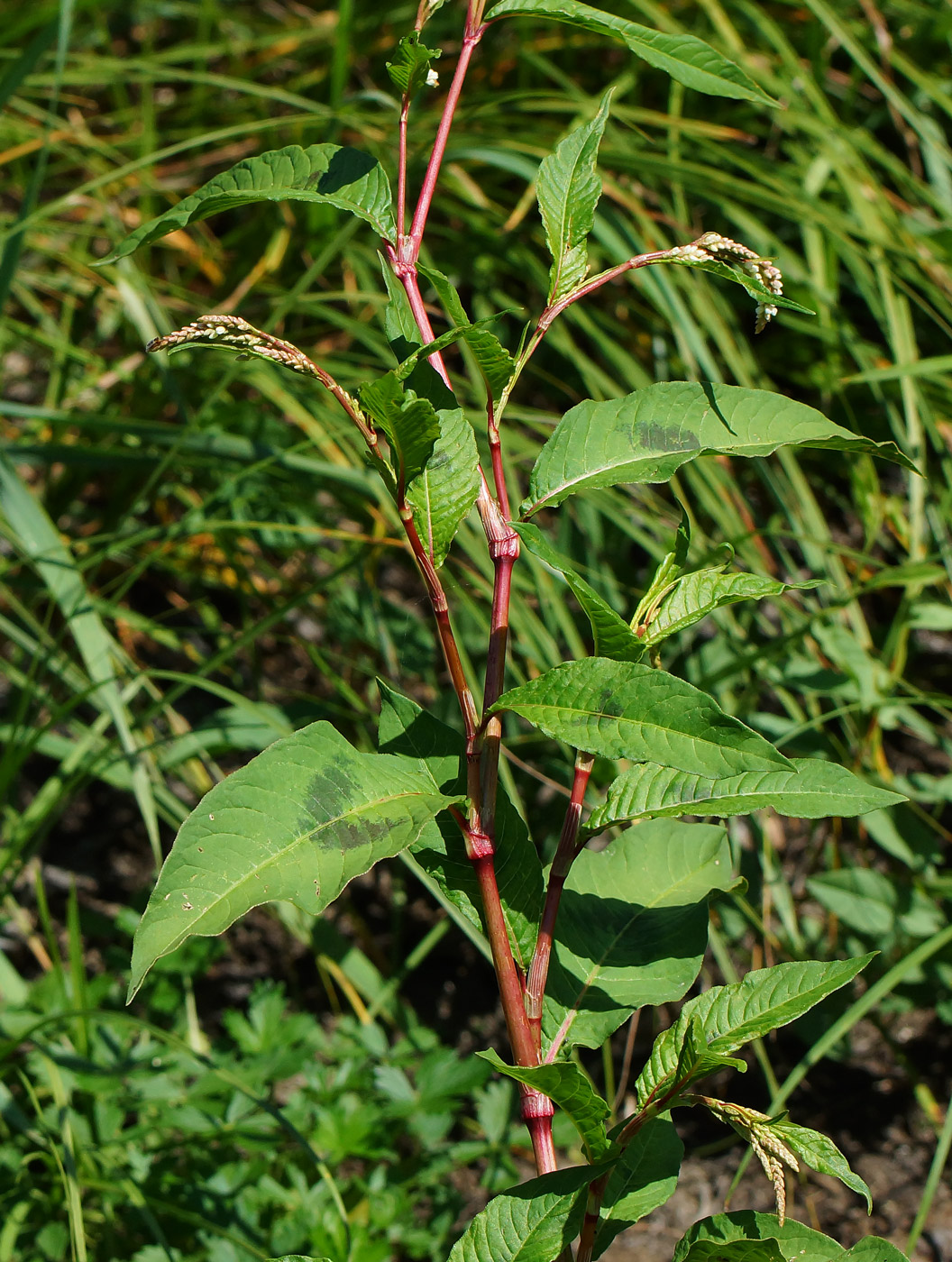 Image of Persicaria lapathifolia specimen.