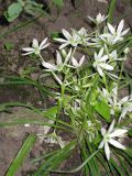 Ornithogalum refractum