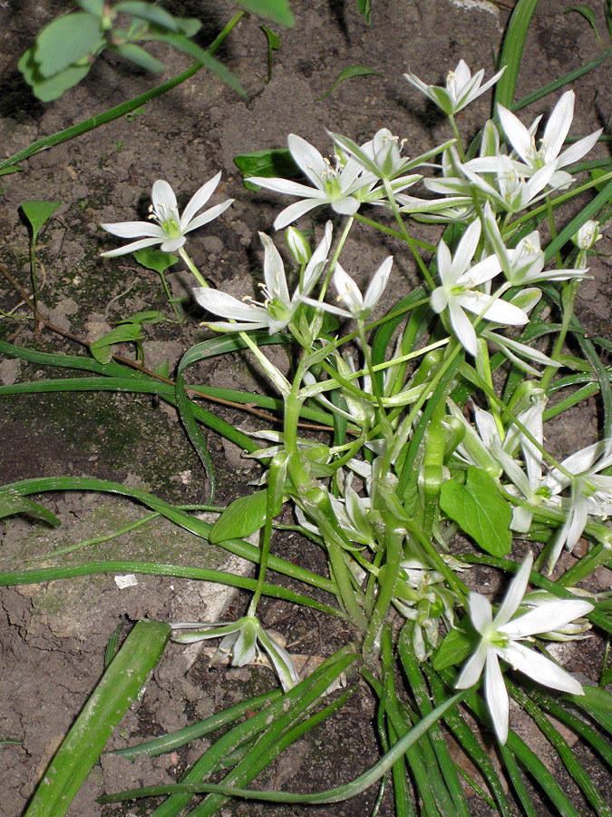 Изображение особи Ornithogalum refractum.