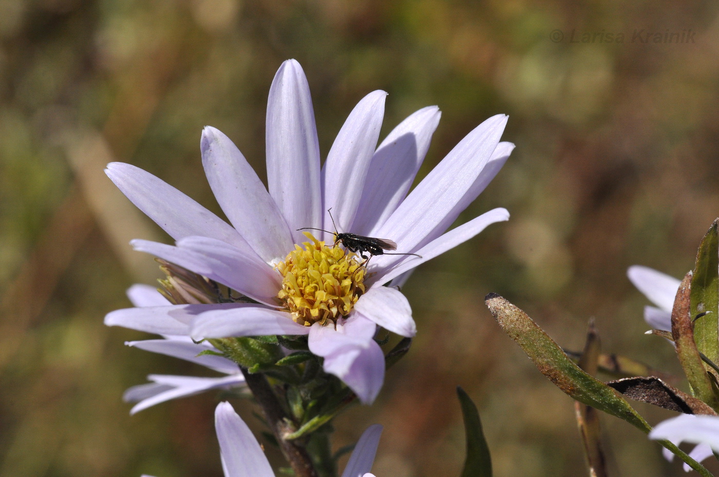 Image of genus Aster specimen.