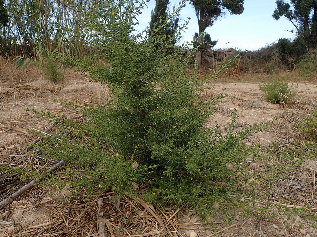 Image of Dittrichia graveolens specimen.