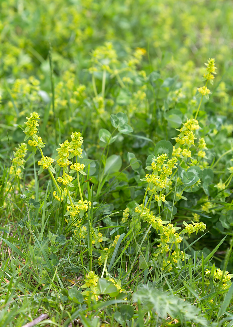 Изображение особи Cruciata glabra.