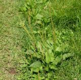 Plantago major. Цветущее и плодоносящее растение. Восточный Казахстан, г. Усть-Каменогорск, берег р. Ульба, влажный луг. 13.07.2017.