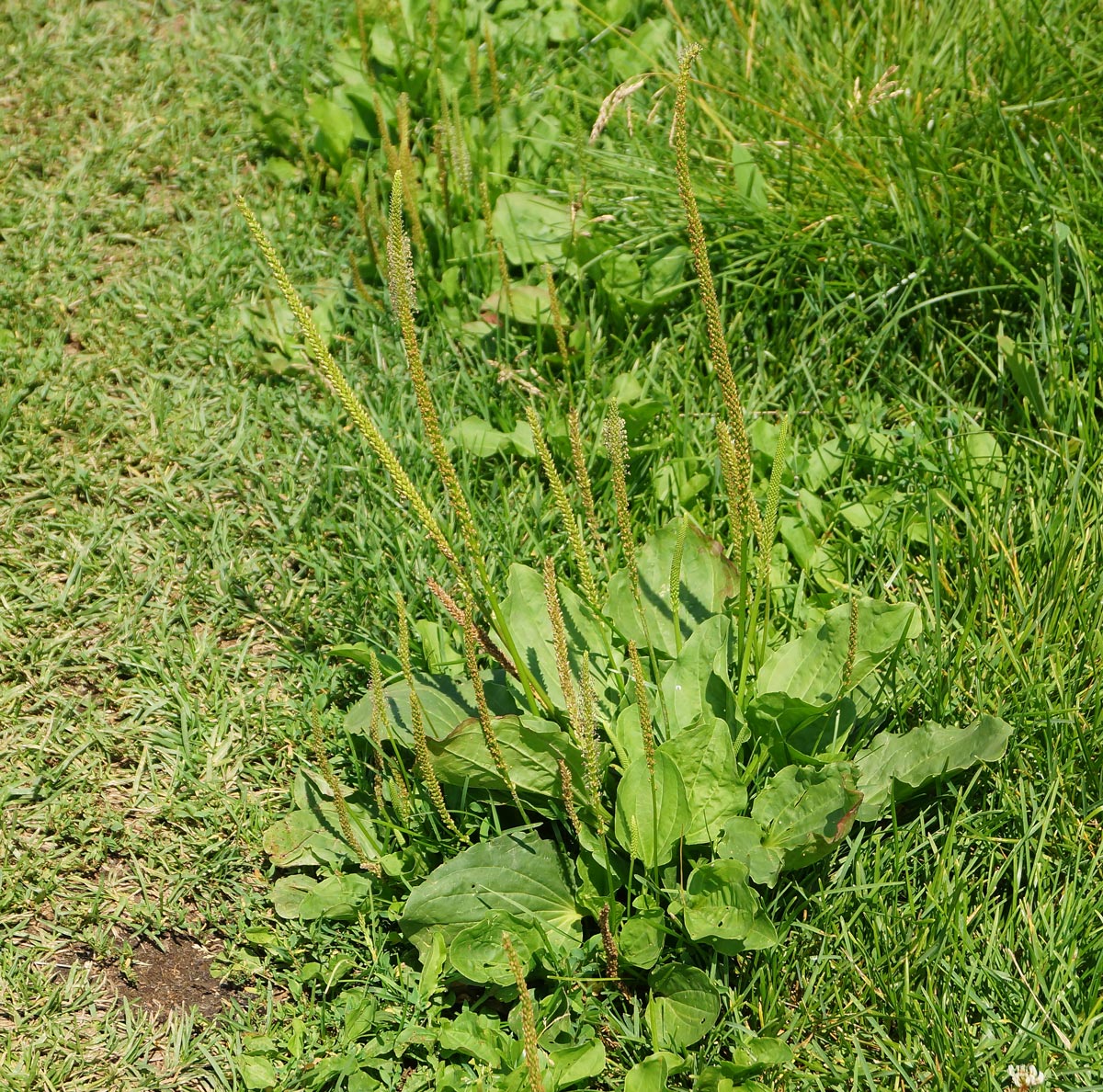 Изображение особи Plantago major.