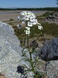 Dontostemon pinnatifidus