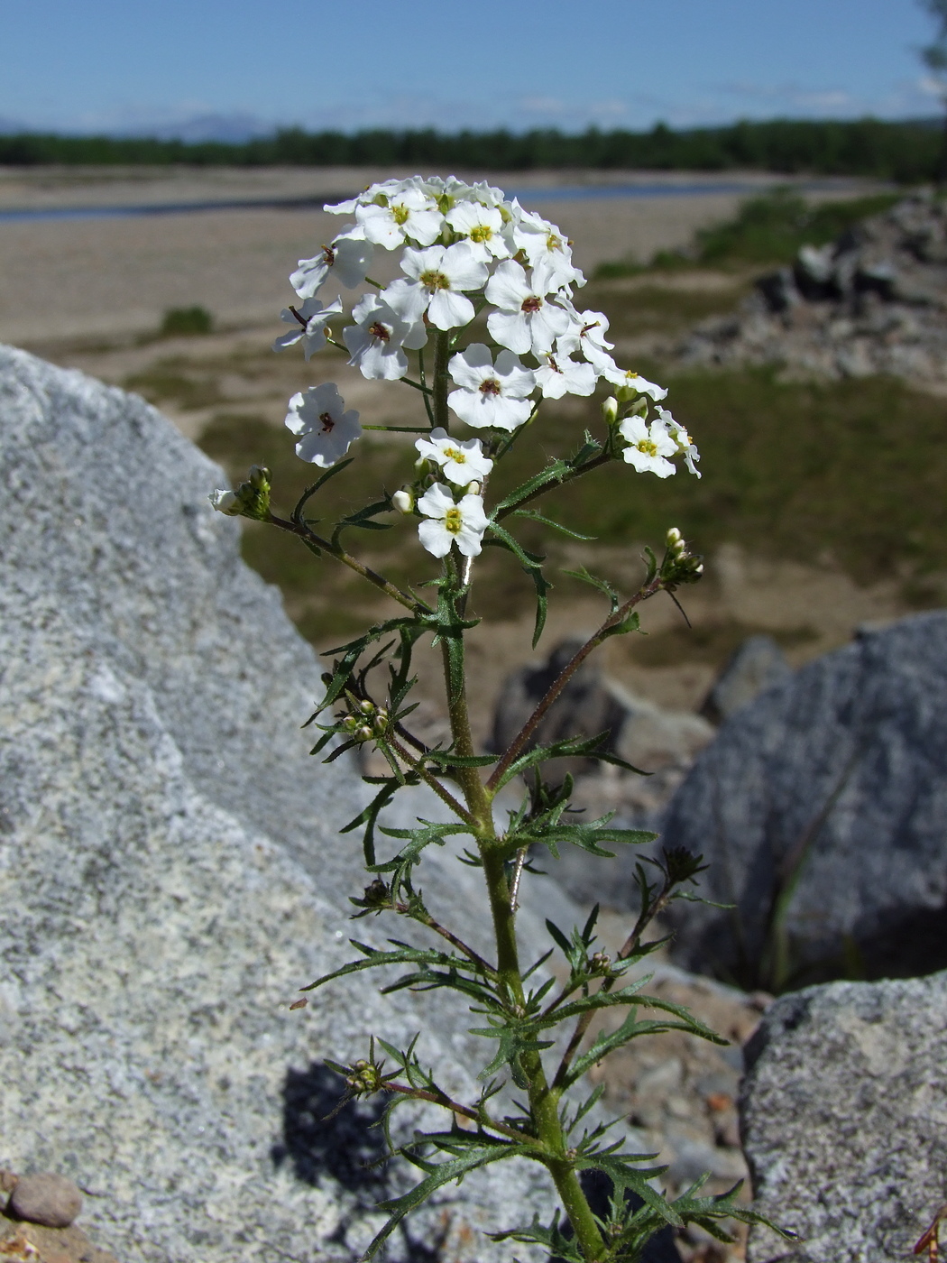 Изображение особи Dontostemon pinnatifidus.